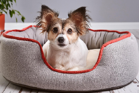 Small dog in a perfect sized dog bed