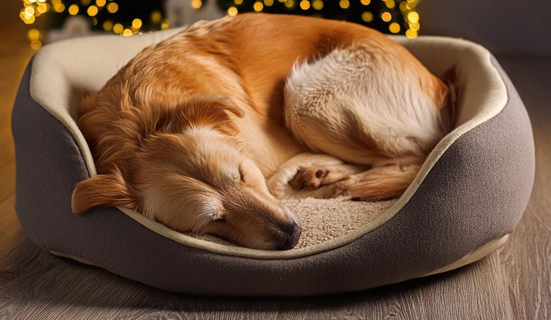 How To Choose The Right Dog Bed