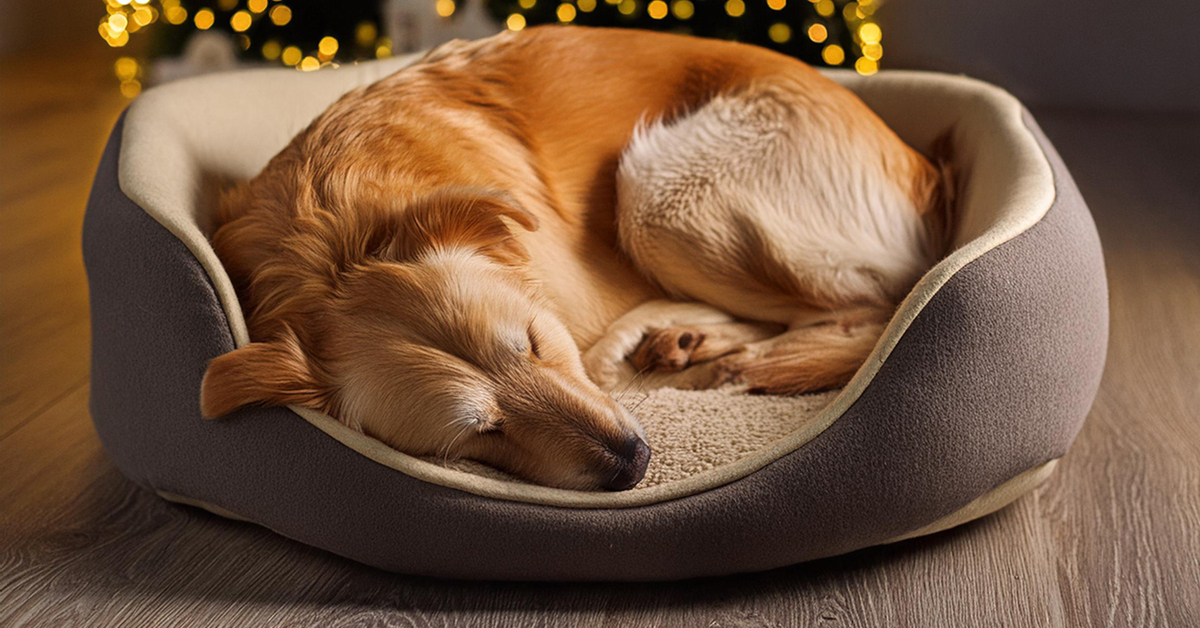 Dog sleeping in a dog bed