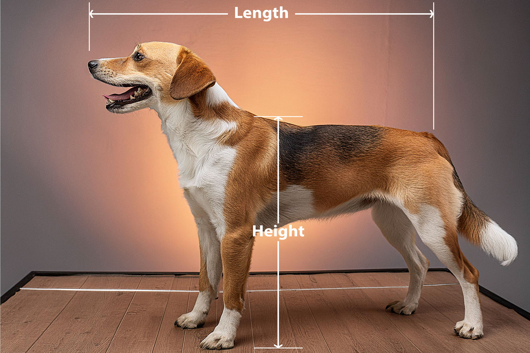 Measuring a dog