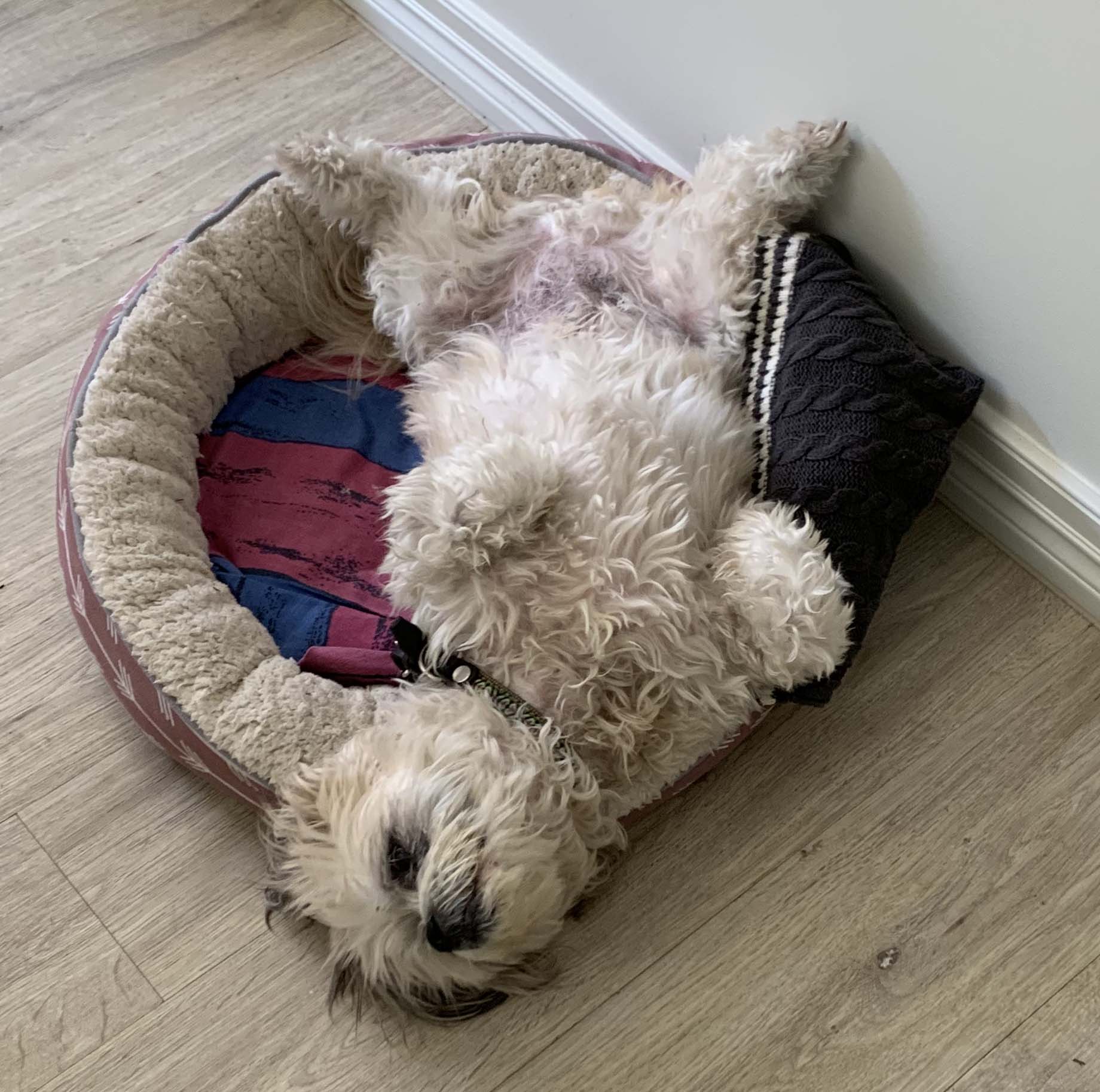 Pedro relaxed on his dog bed