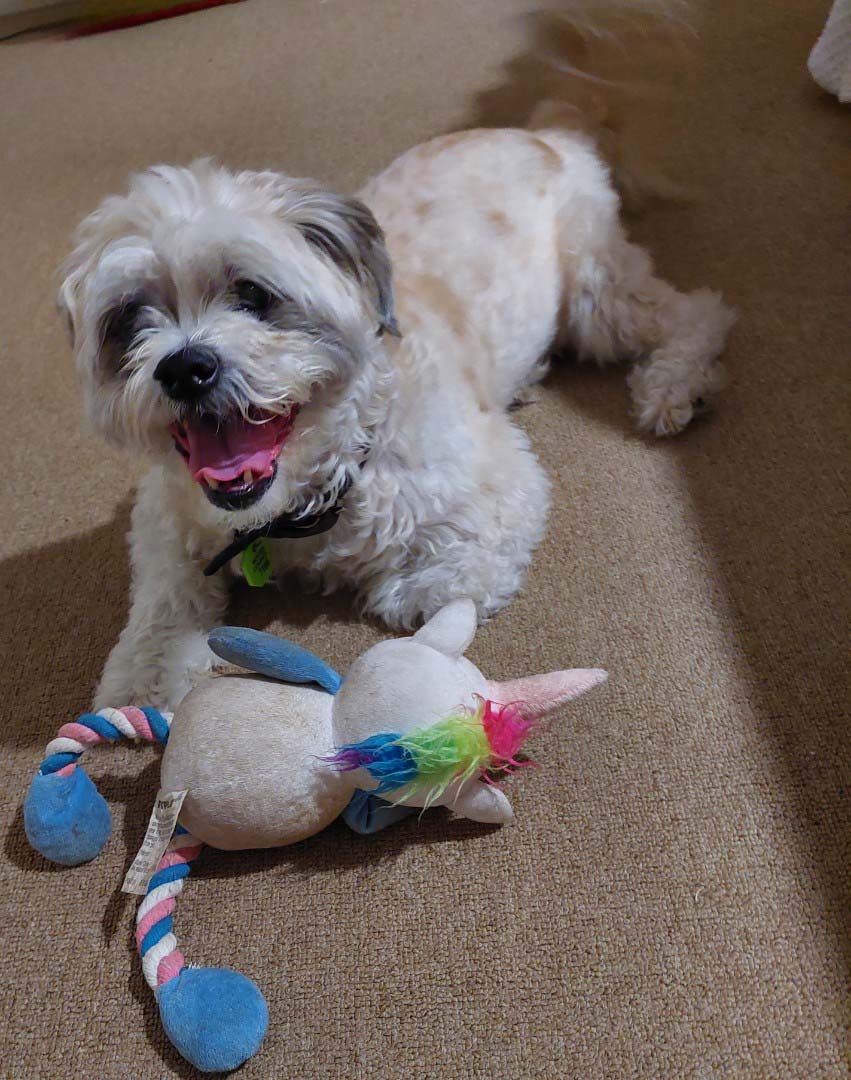 Pedro and his favourite toy