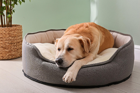 Large sized dog sleeping in a perfect size dog bed