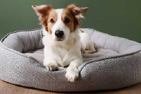 Medium sized dog in a perfect size dog bed